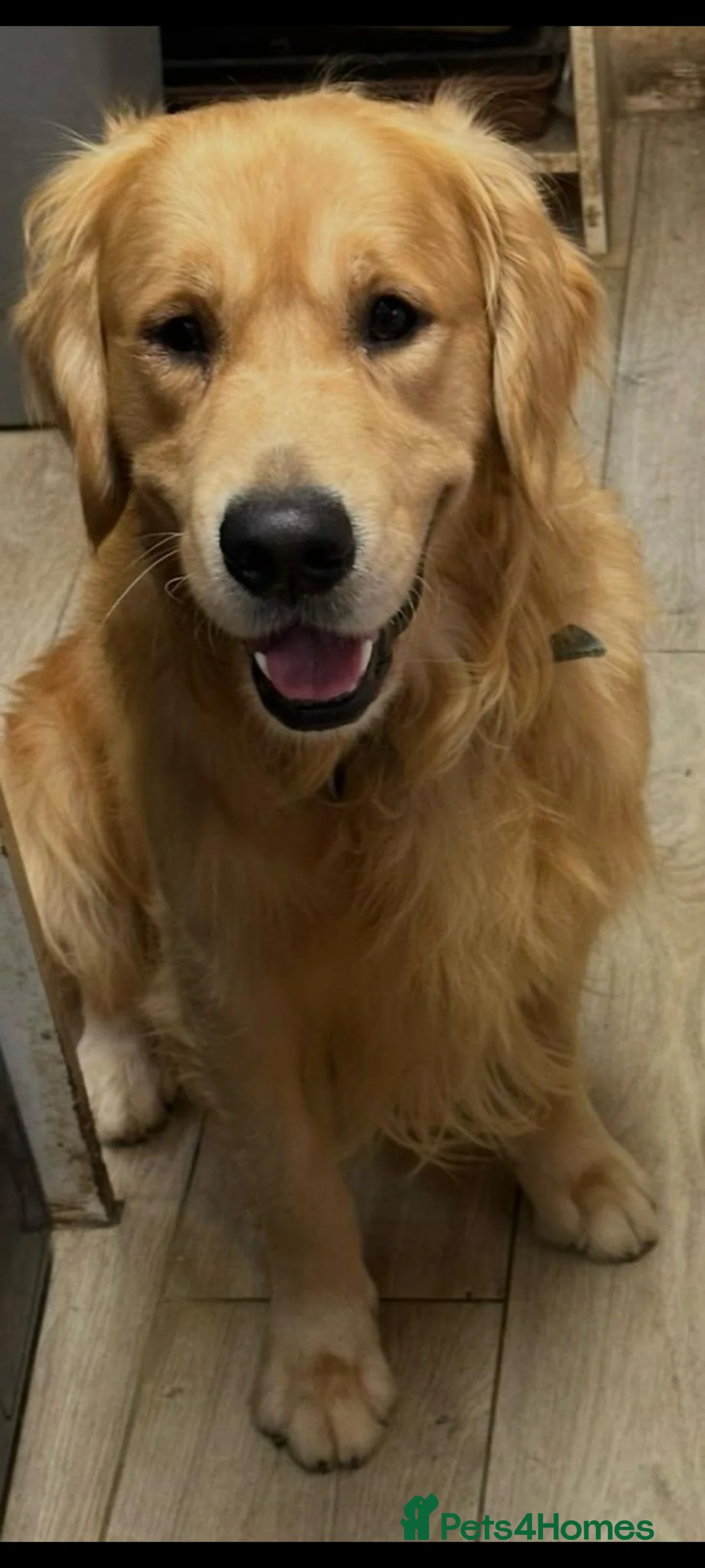 Golden Retriever dogs for sale: Golden Retriever pups looking for forever homes  - Advert 16