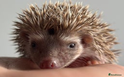 Pygmy Hedgehog rodents for sale: Ethically Bred African Pygmy Hedgehog 2 girls  - Advert 11