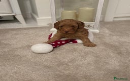 Cockapoo dogs for sale: Red Cockapoo puppies - Advert 6