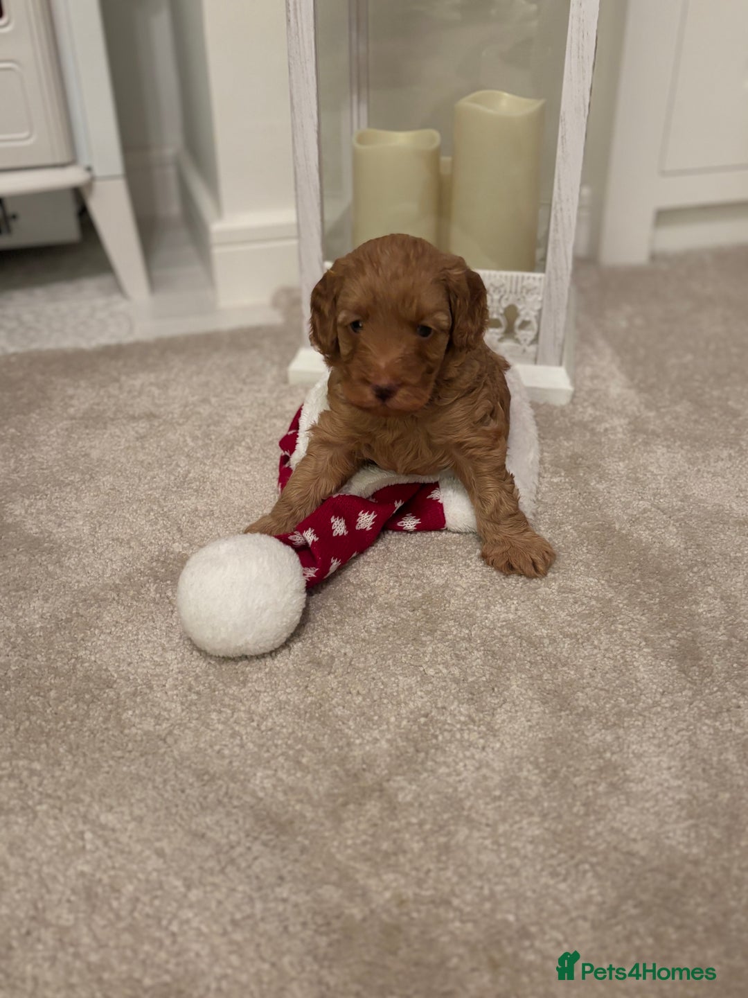 Cockapoo dogs for sale: Red Cockapoo puppies - Advert 6