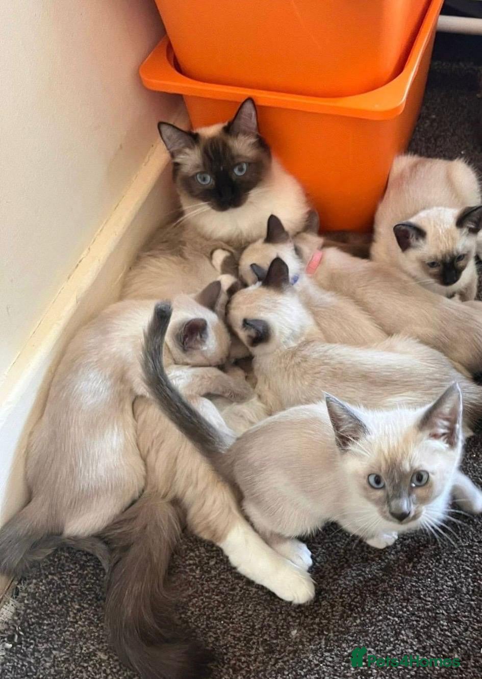 Ragamese cats 5 Stunning Ragamese Kittens - Advert 1