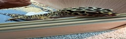 Leopard Gecko reptiles for sale: Leopard Gecko + FULL SETUP - Advert 5