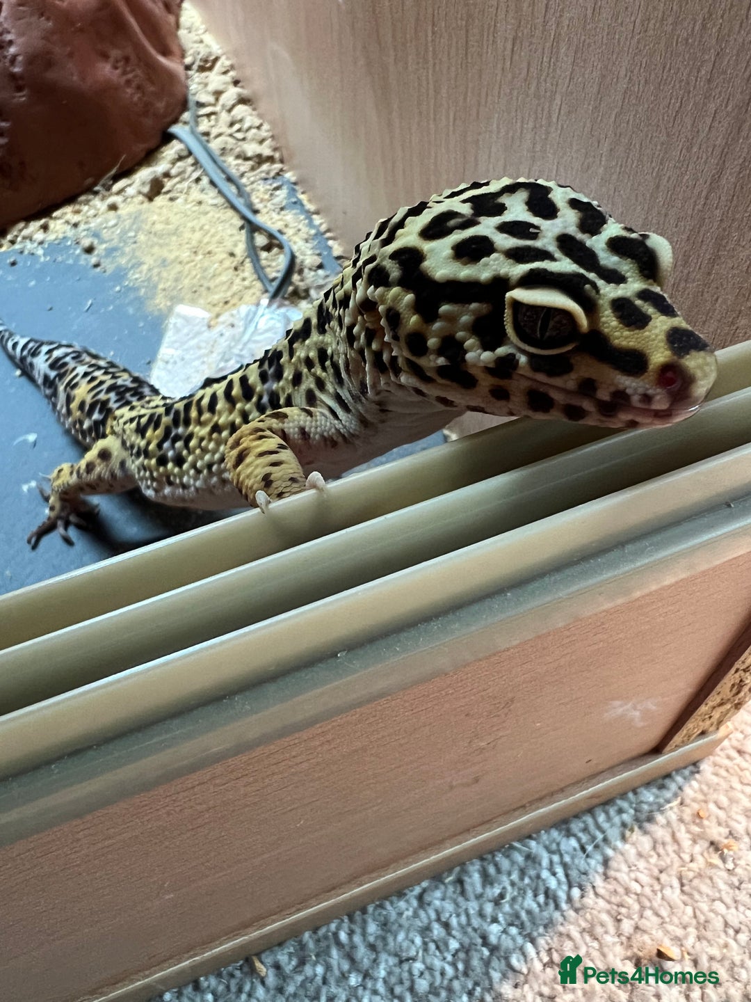 Leopard Gecko reptiles for sale: Leopard Gecko + FULL SETUP - Advert 5
