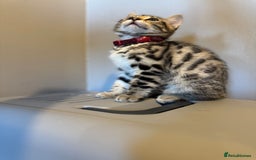 Bengal cats for sale: Ava’s Finest Pure Bengals, THREE Kittens Left. . . in Northampton - Image 22