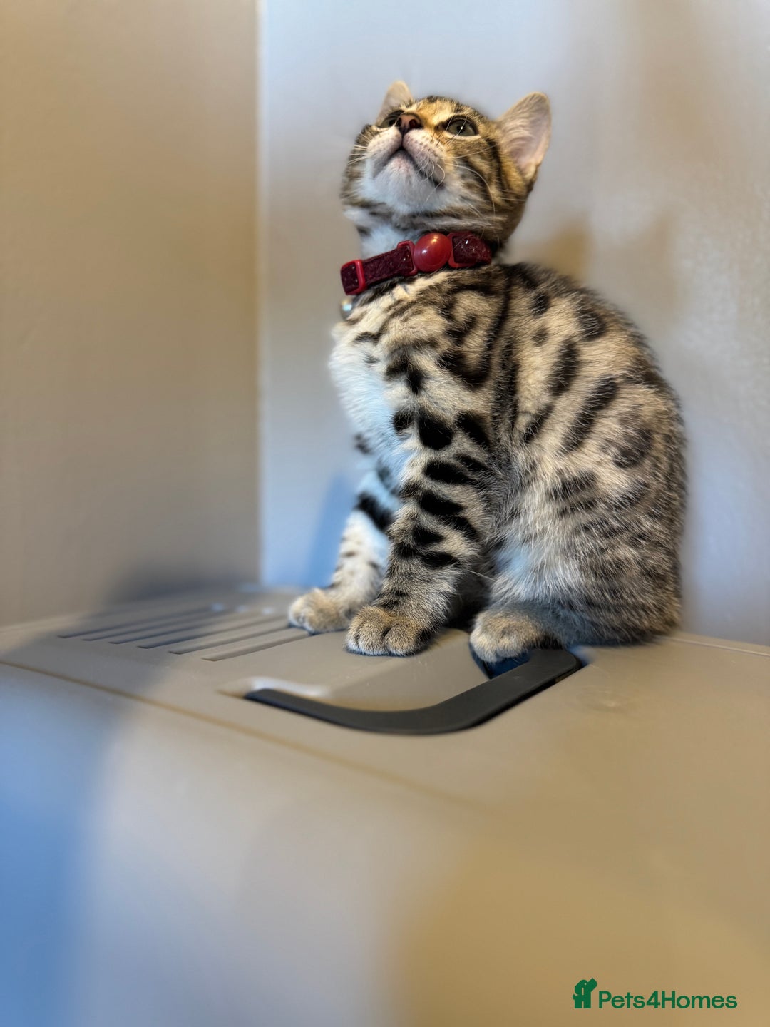 Bengal cats for sale: Ava’s Finest Pure Bengals, THREE Kittens Left. . . in Northampton - Image 22