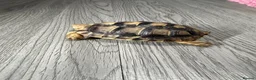 Tortoise reptiles for sale: Greek spur thigh tortoise - Advert 2