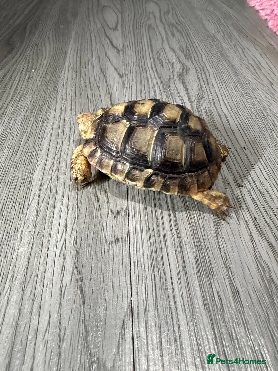 Tortoise reptiles for sale: Greek spur thigh tortoise - Advert 2