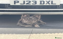 French Bulldog dogs for sale: Reggie  - Image 3