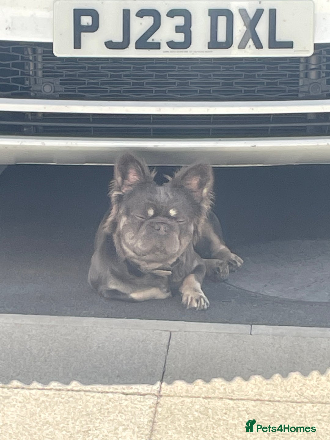 French Bulldog dogs for sale: Reggie  - Image 3