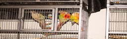Conures birds for sale: Male Mutation Green Cheek Conures - Advert 6