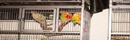 Conures birds for sale: Male Mutation Green Cheek Conures - Advert 6