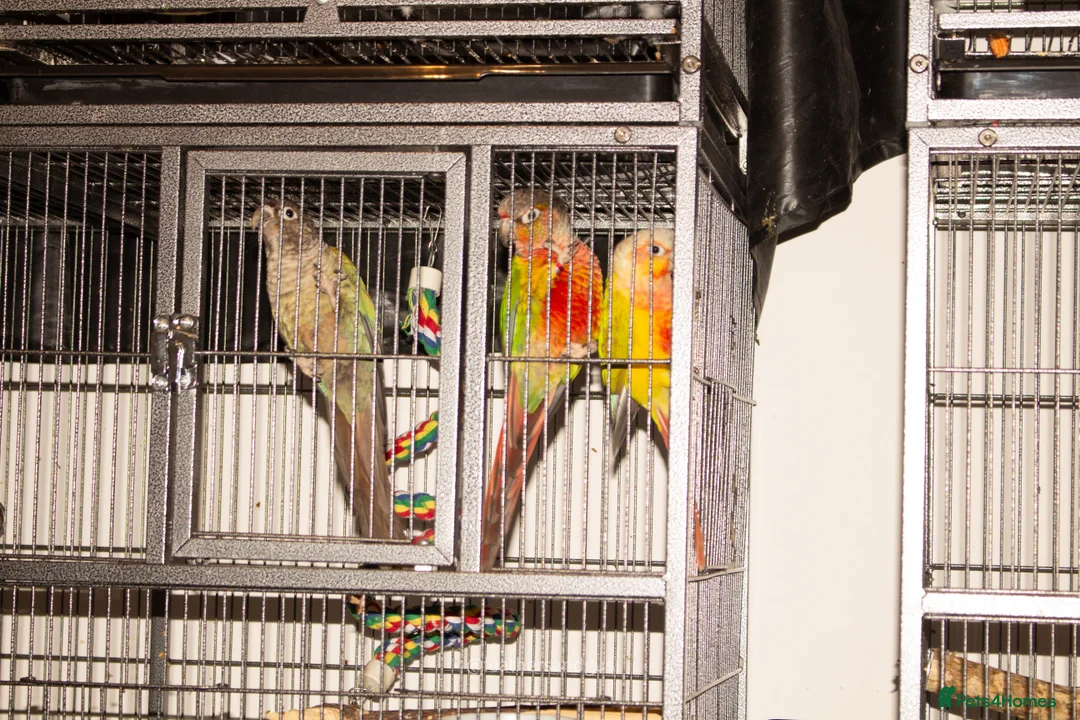 Conures birds for sale: Male Mutation Green Cheek Conures - Advert 6