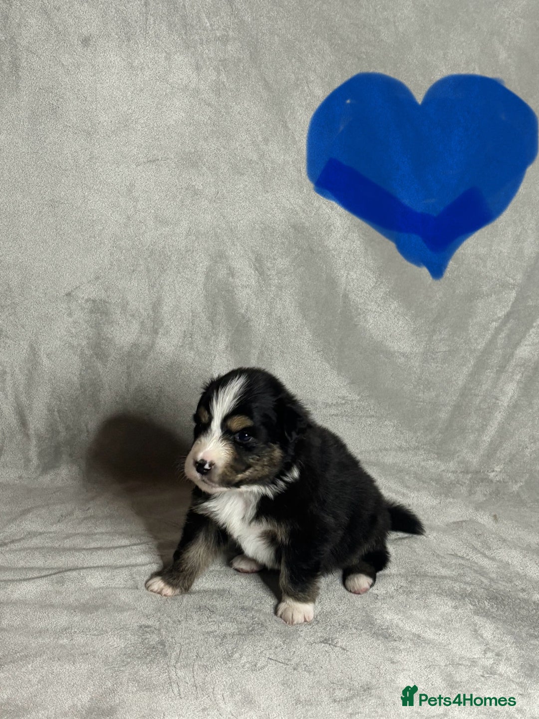 Australian Shepherd dogs for sale: KC registered Australian shepherd puppies  - Advert 24