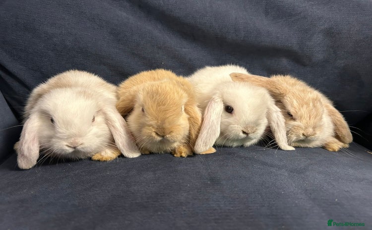 Mini Lop rabbits - Advert 3