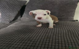 Staffordshire Bull Terrier dogs for sale: Staffordshire bull terrier puppy's  - Image 8
