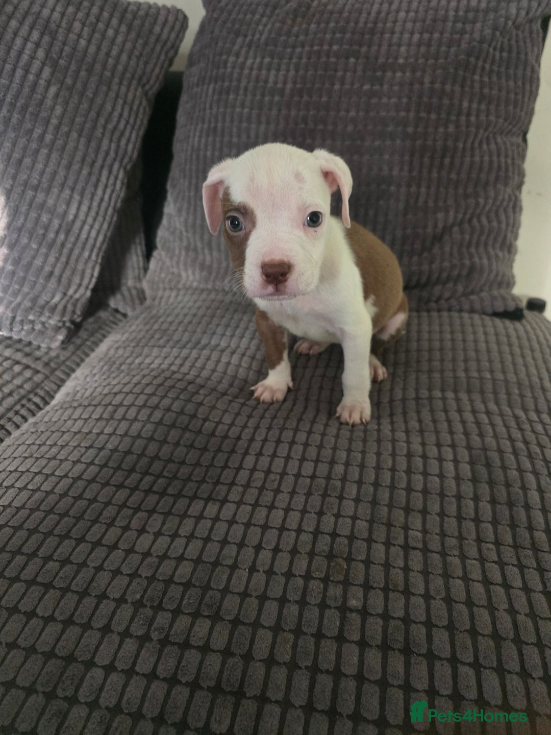 Staffordshire Bull Terrier dogs for sale: Staffordshire bull terrier puppy's  - Image 8