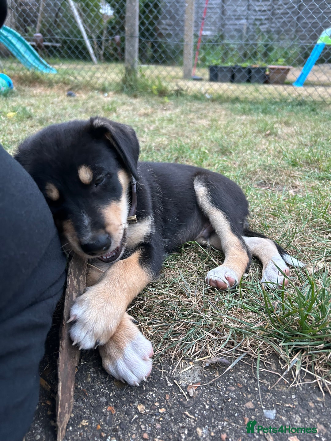 Mixed Breed dogs for sale: Our beautiful boy Koda💙 - Advert 34