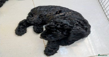Mixed Breed dogs - Advert 3