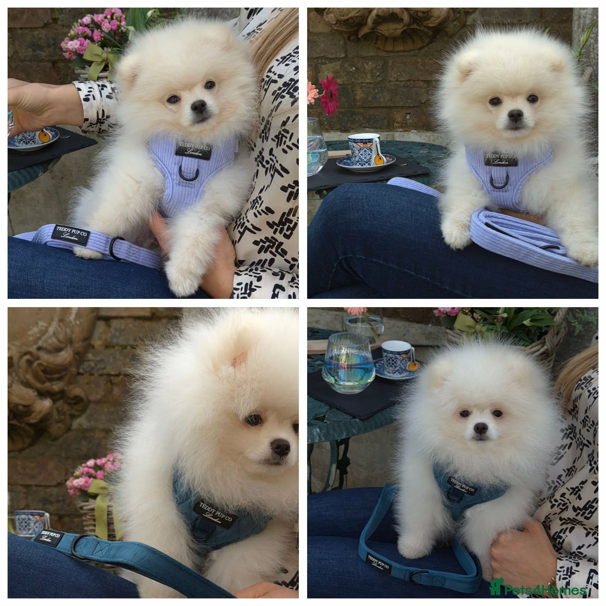 Pomeranian dogs Quality Pomeranian Puppies Chunky Teddy Bear Type - Advert 1