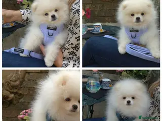 Pomeranian dogs Quality Chunky Teddy Bear Type Pomeranian Boys - Advert 2