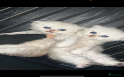 Persian cats for sale: Persian kittens - Image 1
