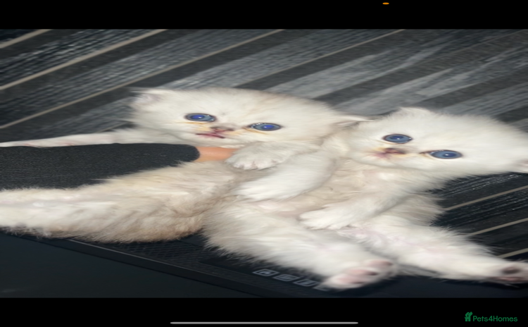 Persian cats - Advert 1