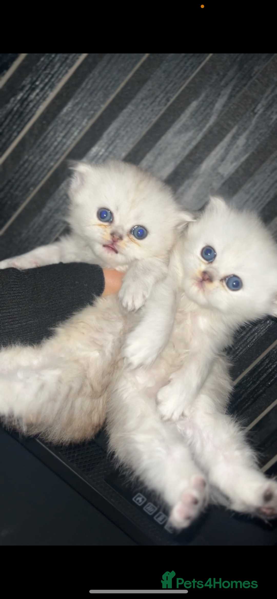Persian cats for sale: Persian kittens - Image 1