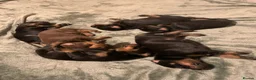 Dobermann dogs for sale: KC Registered Doberman puppies  - Advert 3