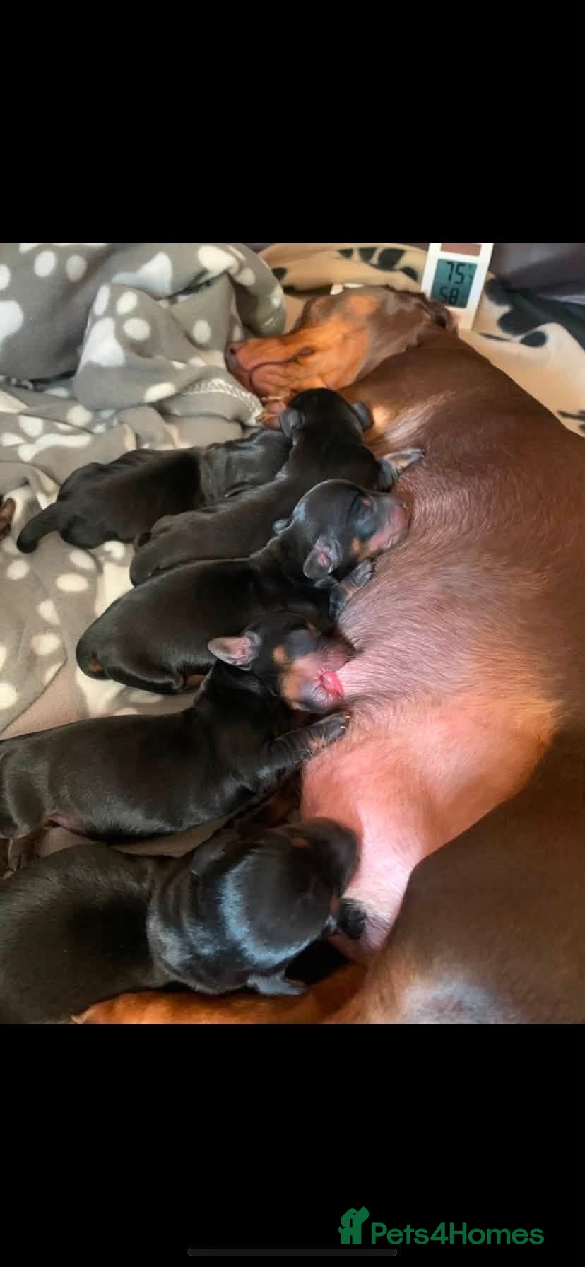 Miniature Dachshund dogs 6 Beautiful Miniature Dachshunds for Sale 🐾 ❤️ - Advert 2