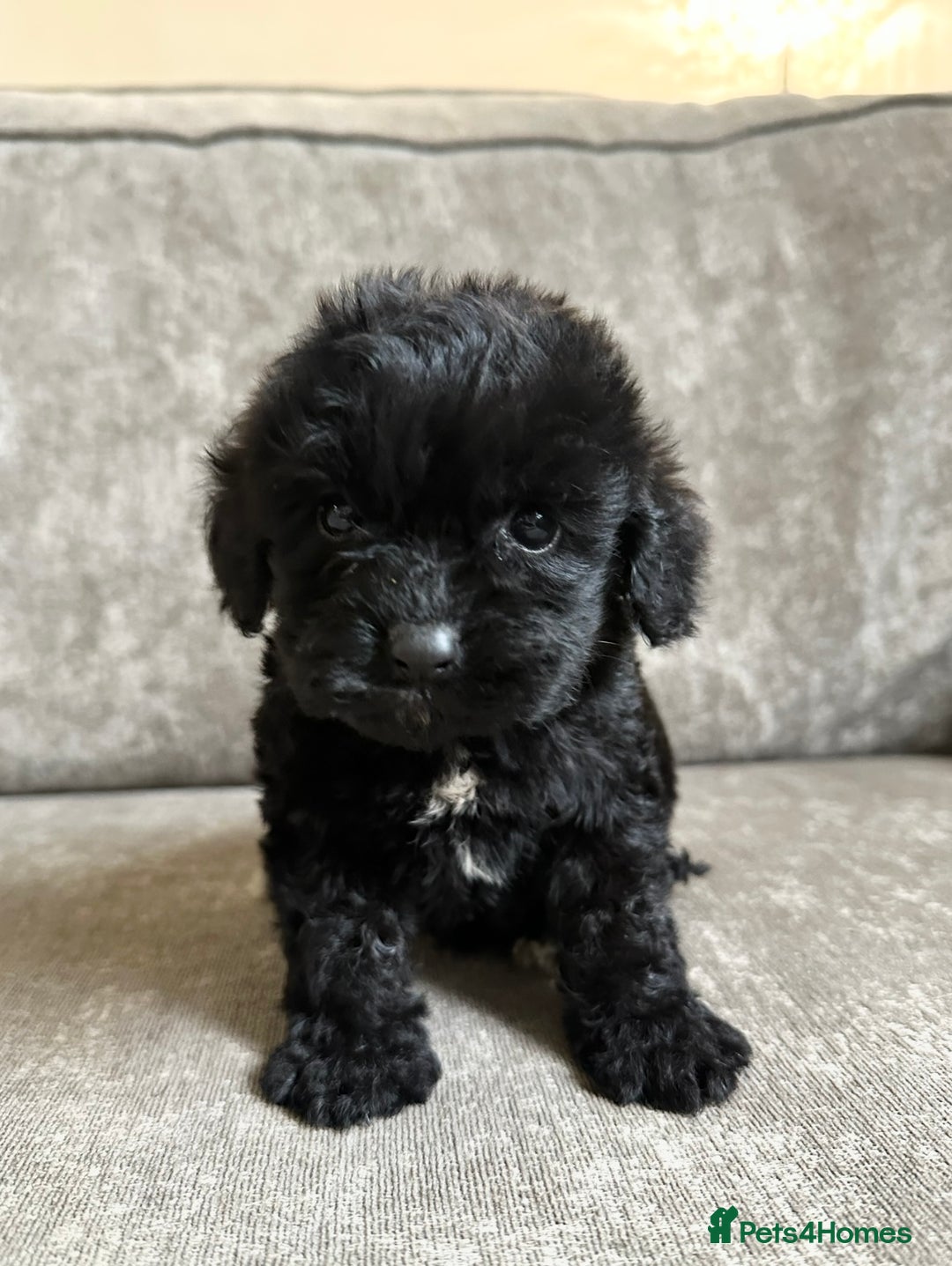 Cockapoo dogs for sale: Cockapoos looking for forever homes - Advert 20