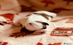 Shih Tzu dogs for sale: Shih tzu puppies - Image 3