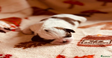 Shih Tzu dogs - Advert 4