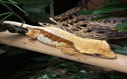 Gecko reptiles for sale: Female lilly white gecko and set up  - Image 1