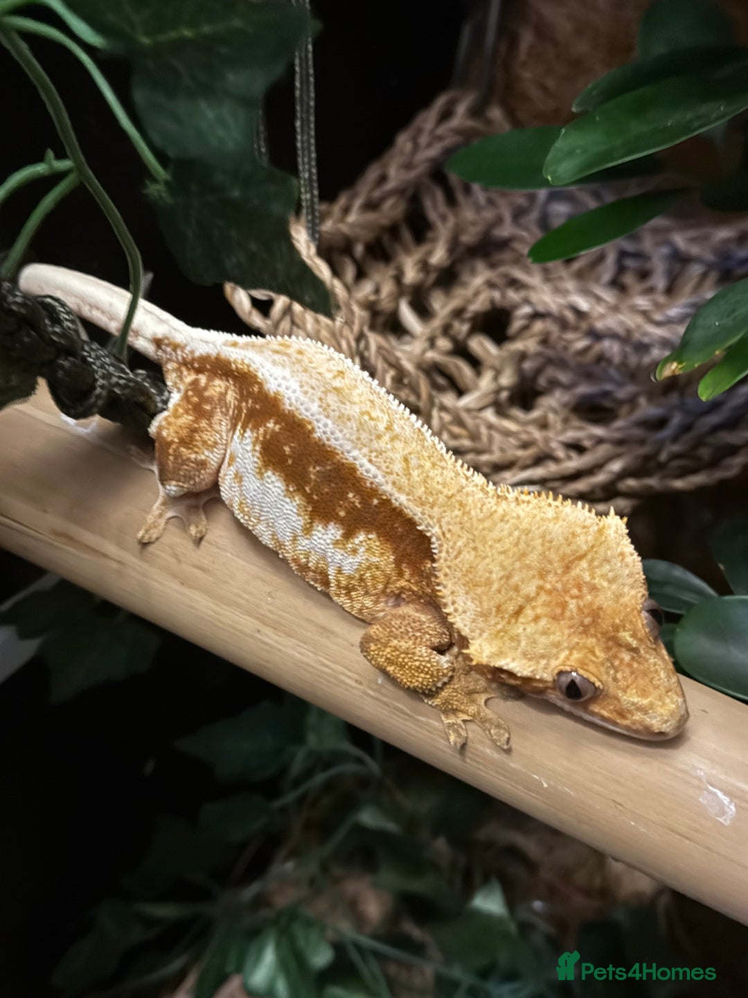 Gecko reptiles for sale: Female lilly white gecko and set up  - Image 1