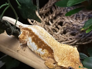 Gecko reptiles - Advert 1