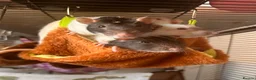 Rat rodents for sale: group of 4 friendly rats (cage+everything incl) - Advert 1