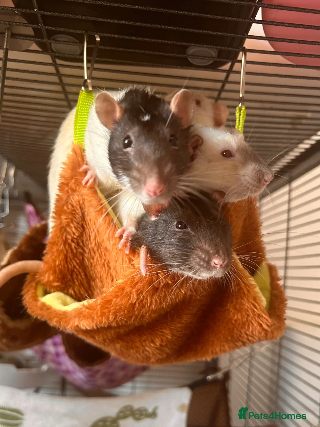 Rat rodents for sale: group of 4 friendly rats (cage+everything incl) - Advert 1