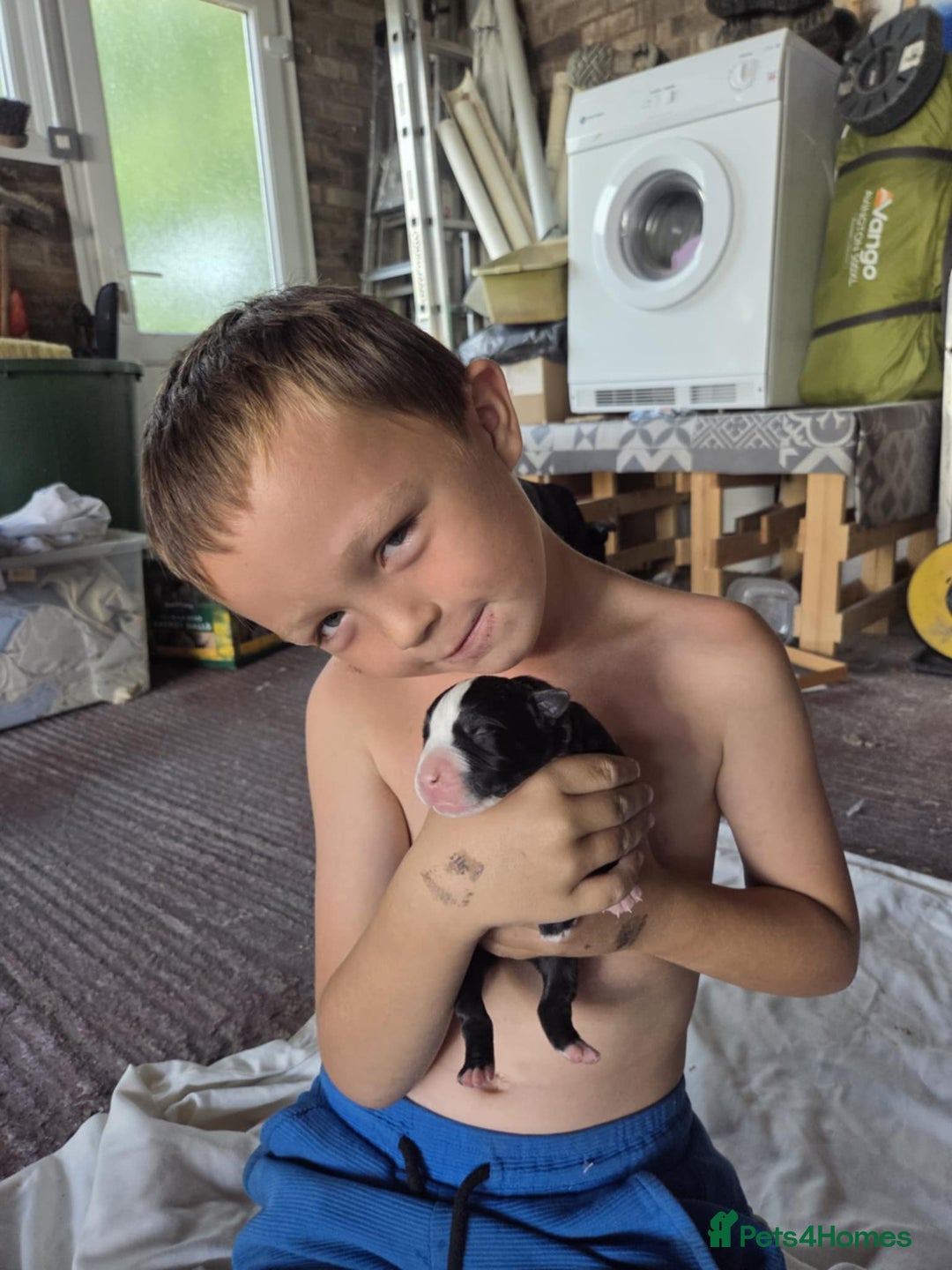 Mixed Breed dogs for sale: American bull staffs available in October  - Image 14