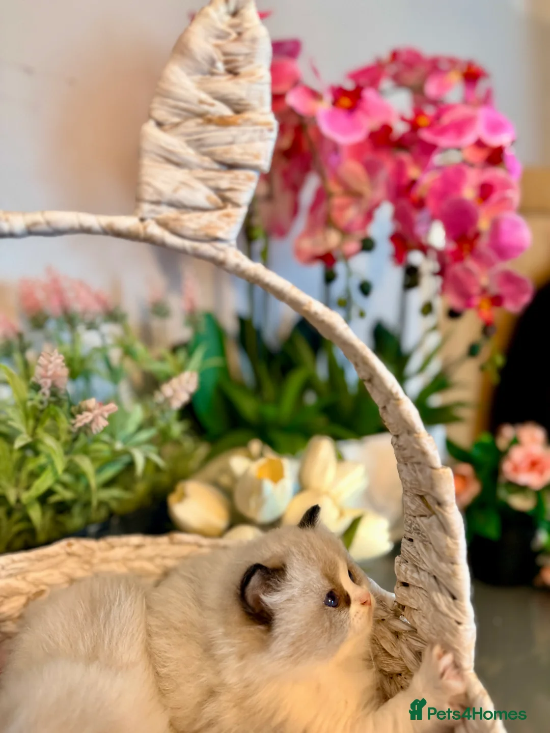 Ragdoll cats for sale: 🩷✨🏅GRAND CHAMP LINE TOP QUALITY RAGDOLLS - Advert 17