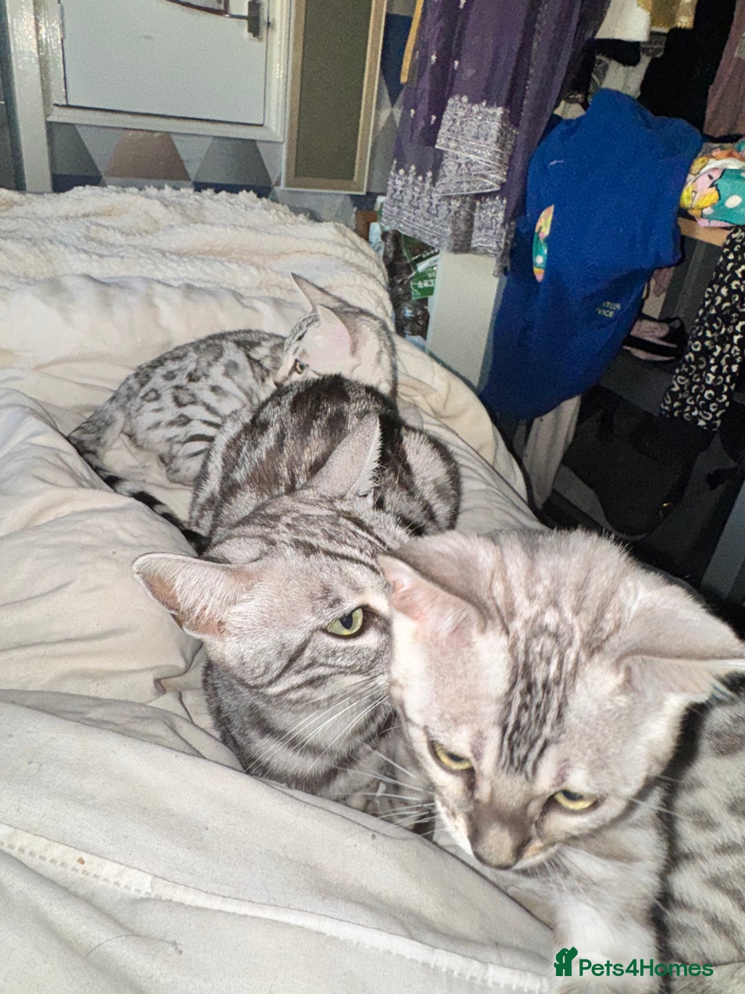 Bengal cats for sale: Tica registered beautiful kittens - Advert 14