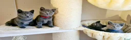 British Shorthair cats for sale: British shorthair blue kittens  - Advert 5