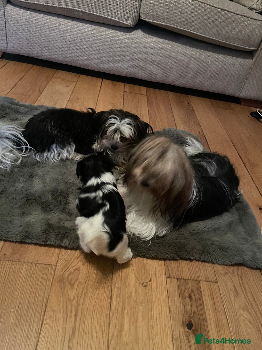 Biewer Terrier dogs for sale: Biewer Terrier Puppies - Advert 17