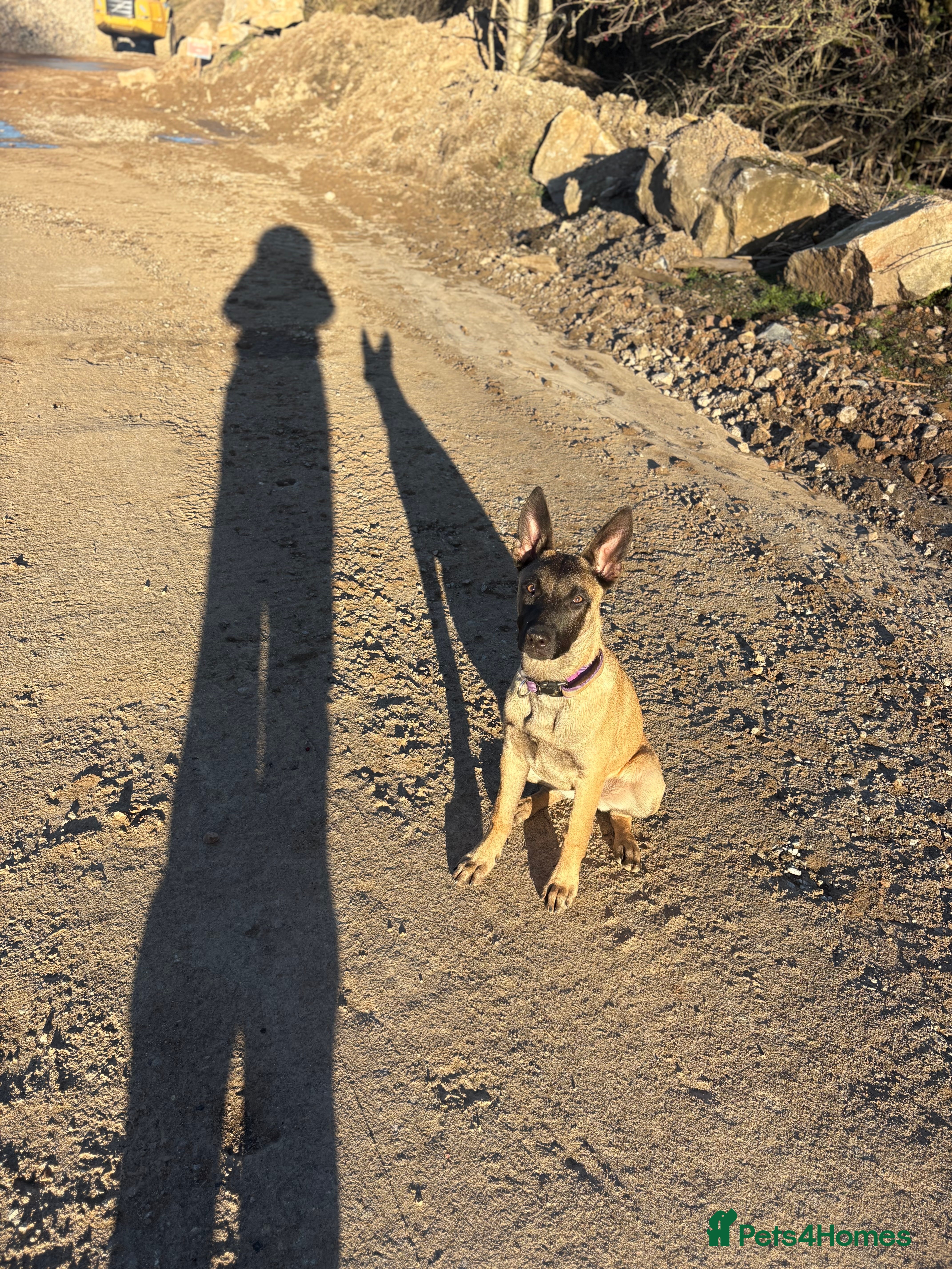 Belgian Shepherd Dog dogs In need of a genuine new home. - Advert 3