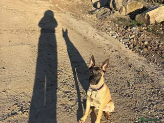 Belgian Shepherd Dog dogs In need of a genuine new home. - Advert 1