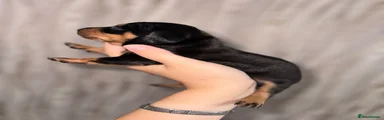 Dachshund 2