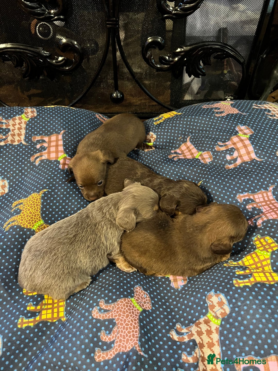 Miniature Dachshund dogs for sale: Stunning full pedigree Miniature Dachshunds  - Image 30