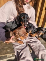 Miniature Dachshund dogs - Advert 12