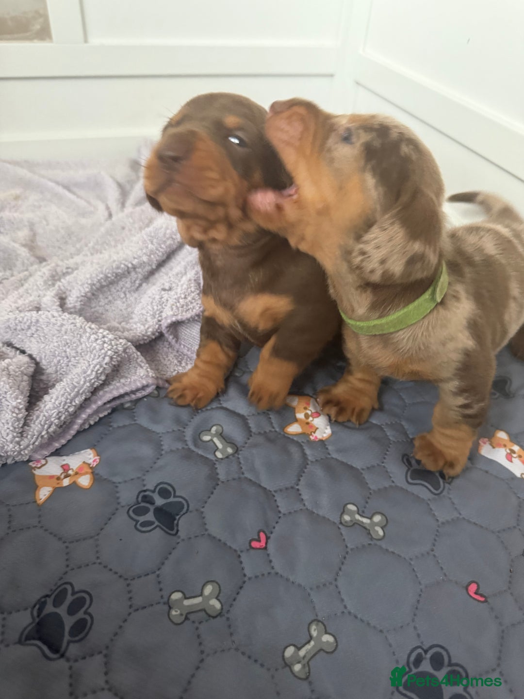 Miniature Dachshund dogs for sale: Gorgeous miniature dachshunds   - Advert 5