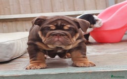English Bulldog dogs for sale: 2 Gorgeous English Bulldog Pups 🩷 - Image 13
