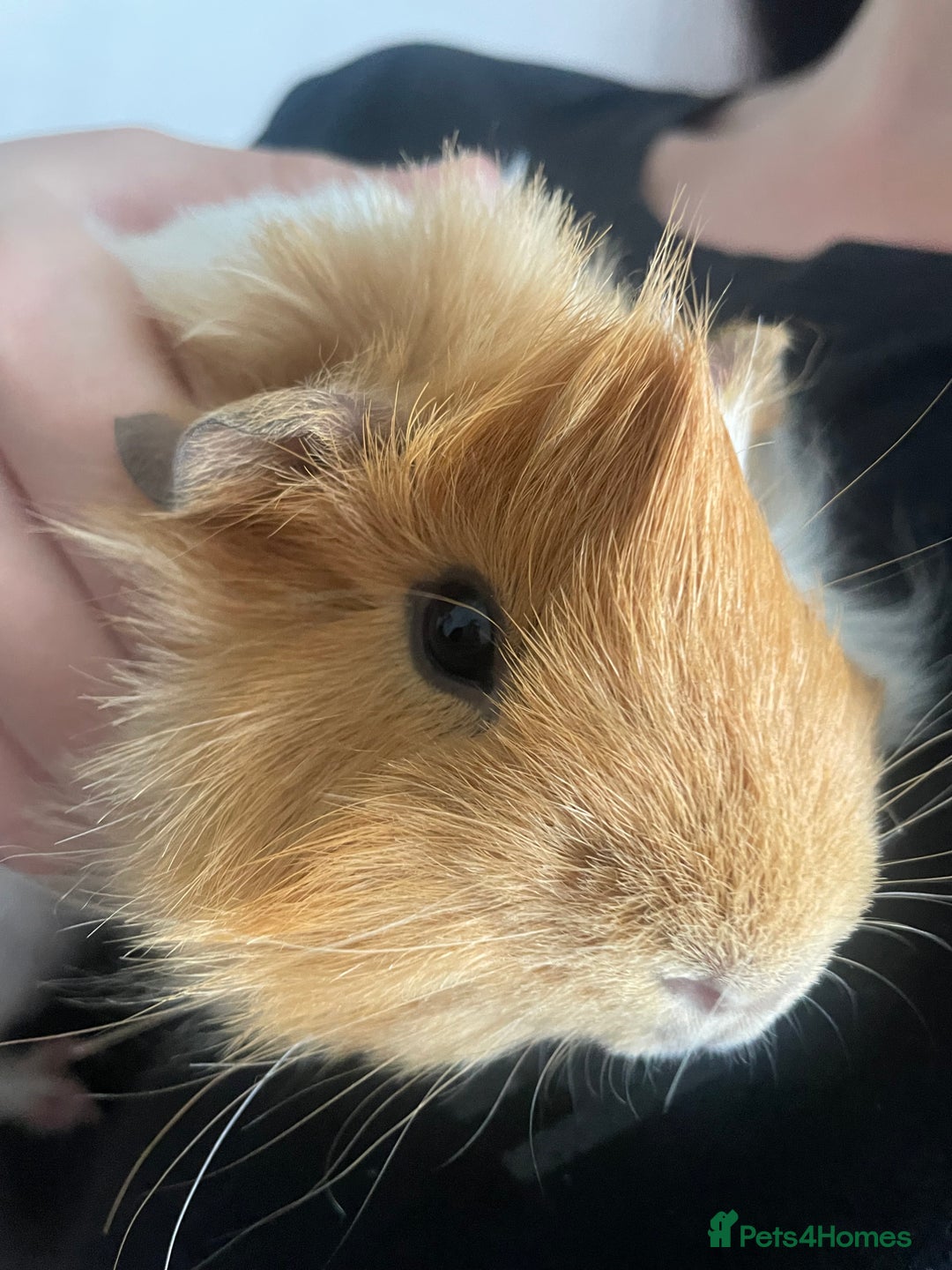 Guinea Pig rodents for sale: Two male guinea pigs  - Advert 1